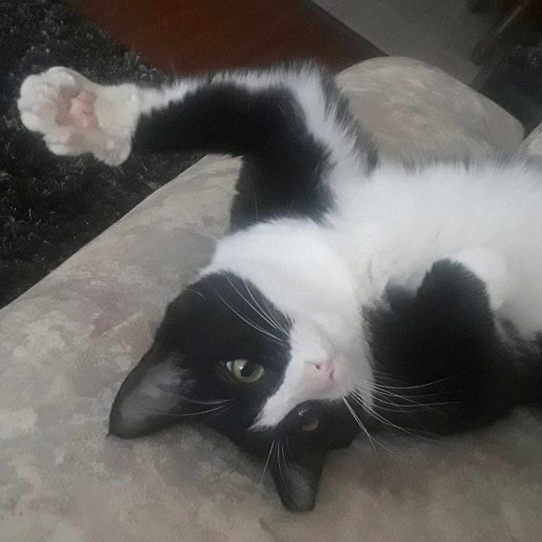 Kitty