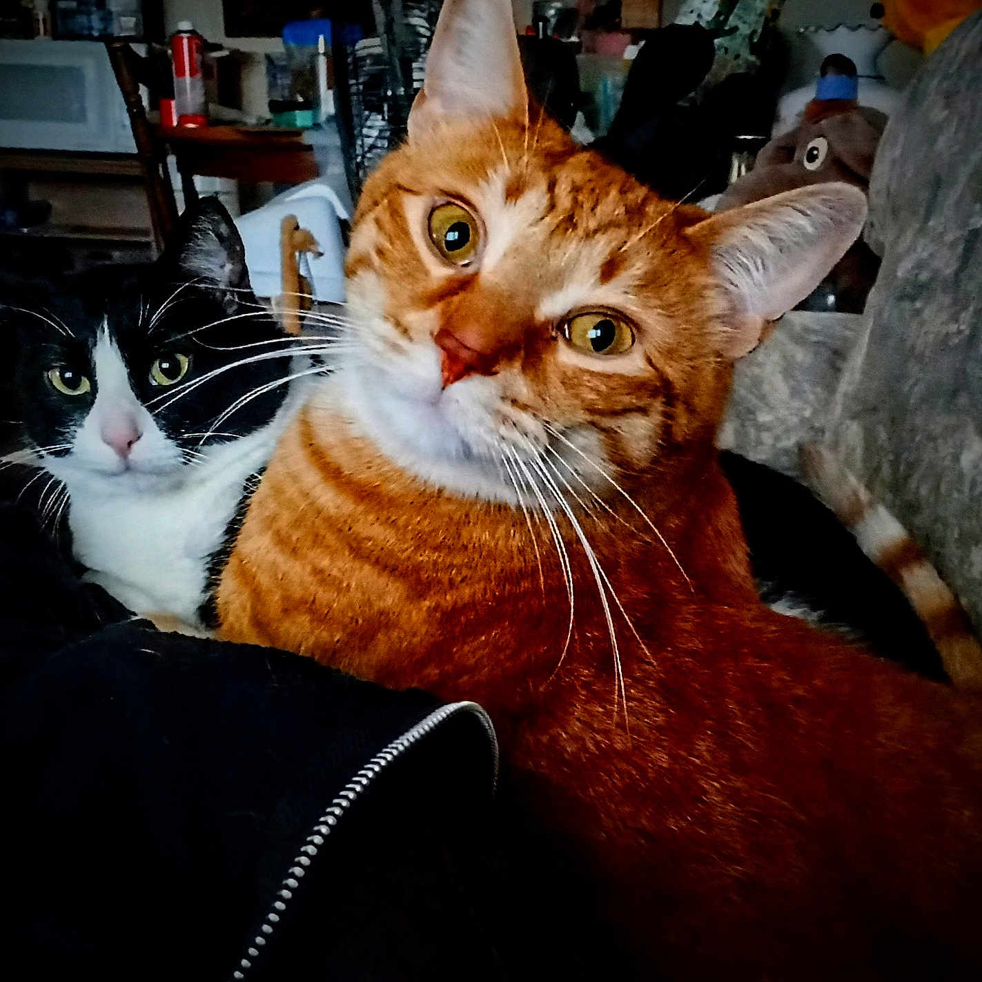 Kitty And Keekee is registered to the contest to win money with this photo: abyssinian, animal, architecture, building, cat, chair, computerhardware, couch, electronics, furniture, hardware, head, indoors, livingroom, manx, monitor, person, pet, room, screen