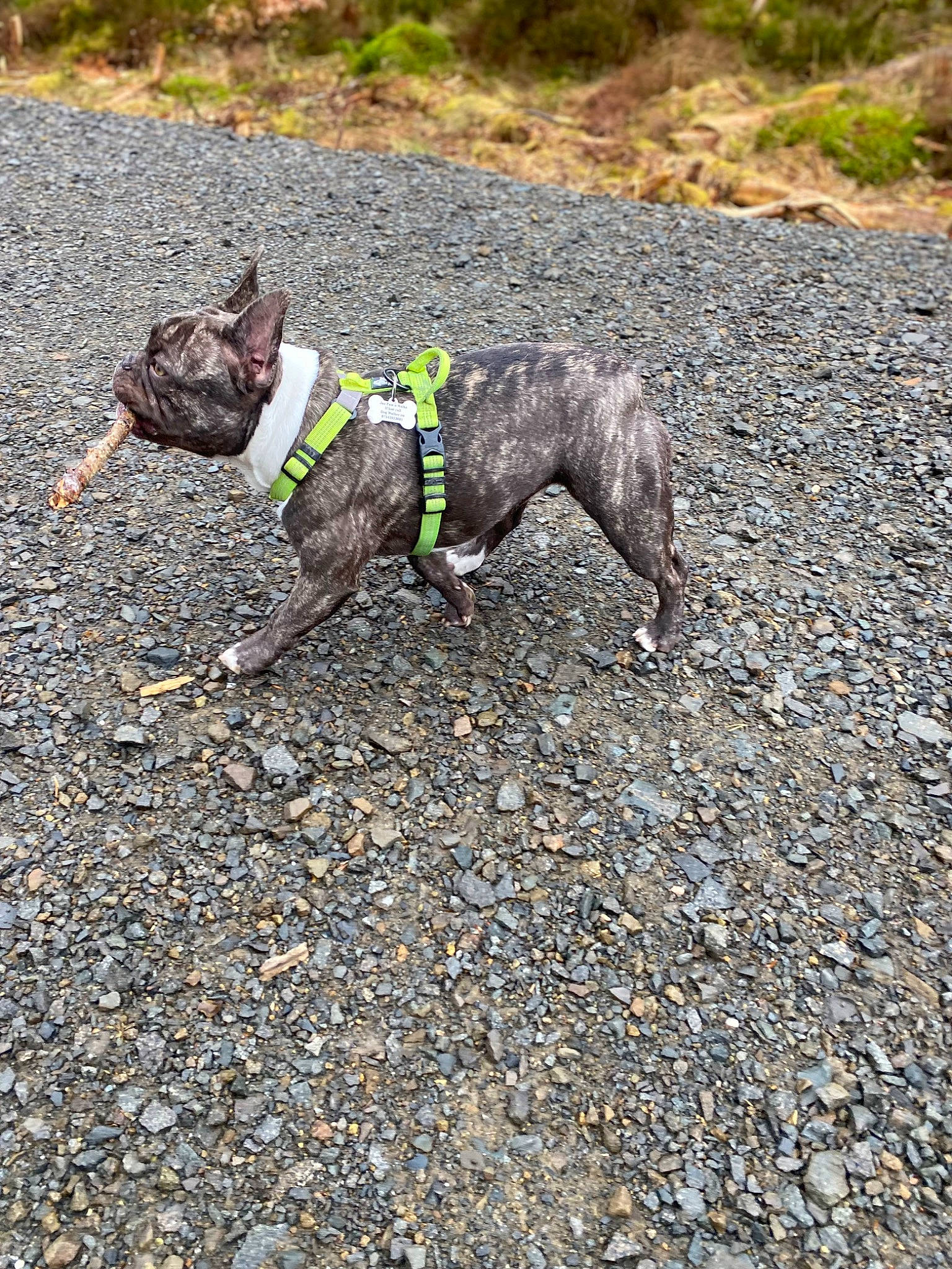 Luna joined the competition — help win amazing prizes! asphalt, carnivore, collar, companion_dog, dog, dog_breed, dog_clothes, dog_collar, dog_supply, fawn, grass, leash, pet_supply, plant, road_surface, snout, soil, tail, terrestrial_animal, working_animal
