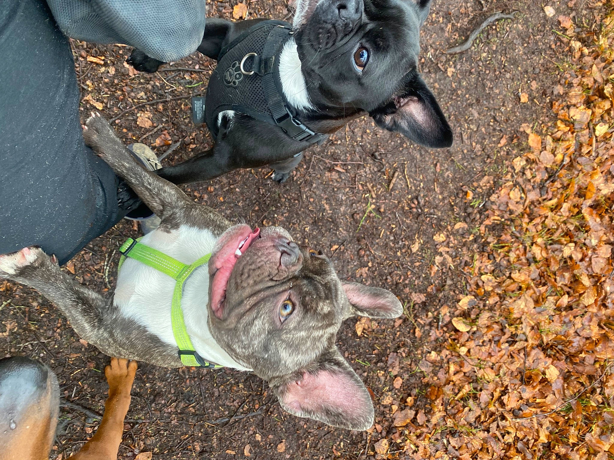 Luna is registered to the contest to win money with this photo: canidae, carnivore, companion_dog, dog, dog_breed, fawn, felidae, fur, grass, groundcover, leash, mammal, snout, soil, sporting_group, tail, terrestrial_animal, vertebrate, wildlife, working_animal