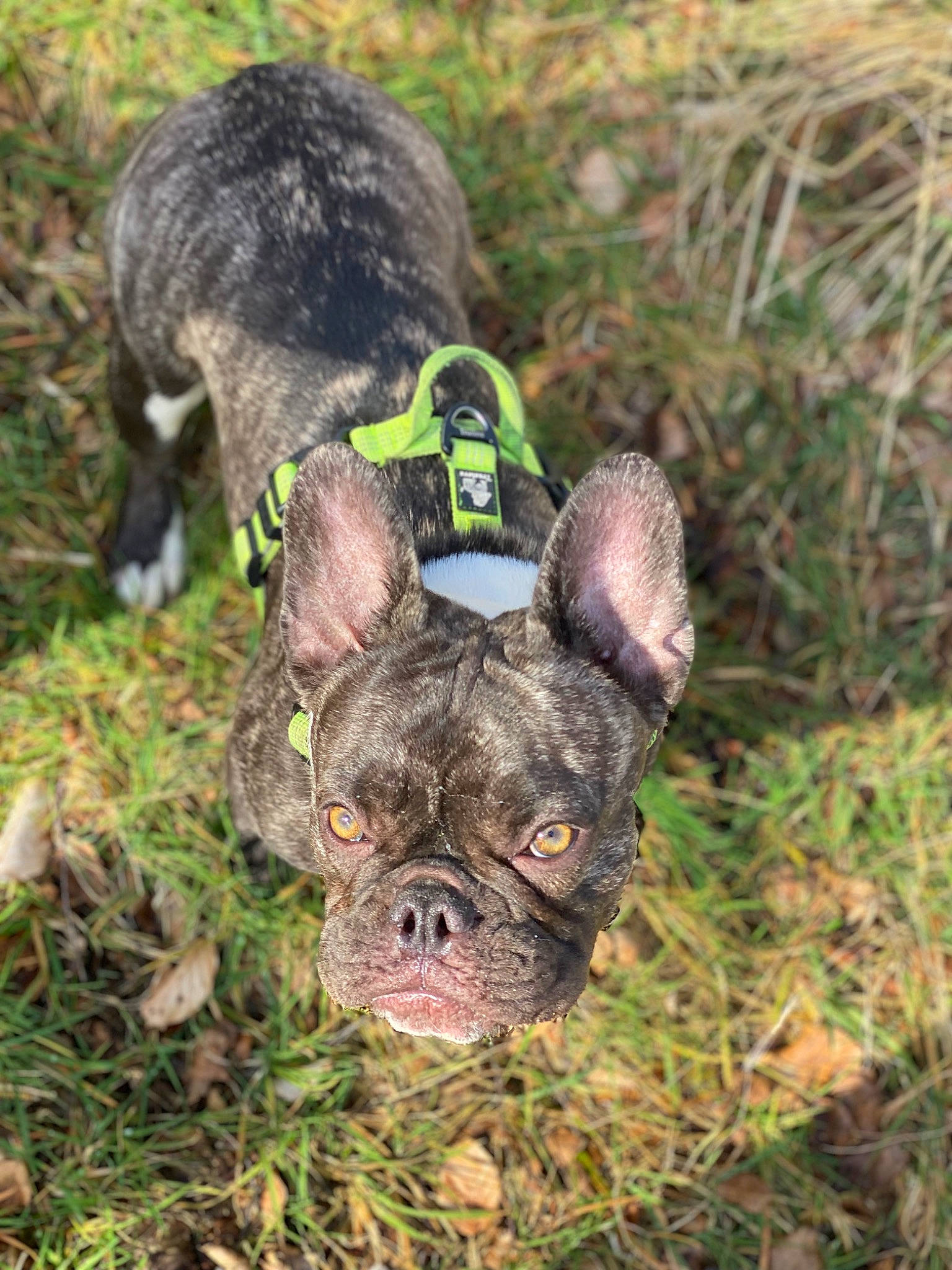 Luna is registered to the contest to win money with this photo: bulldog, canidae, carnivore, companion_dog, dog, dog_breed, fawn, grass, liver, mammal, molosser, snout, soil, sporting_group, terrestrial_animal, vertebrate, whiskers, wildlife, working_animal, wrinkle