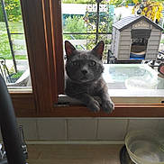 Grizou participe au concours pour gagner de l'argent avec cette photo : bowl, cat, cat_house, curious, daylight, domestic, fence, garden, glass, gray_cat, greenery, house, kitchen, outdoor, paws, pet, plants, sink, window, wood