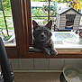 bowl, cat, cat_house, curious, daylight, domestic, fence, garden, glass, gray_cat, greenery, house, kitchen, outdoor, paws, pet, plants, sink, window, wood