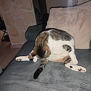 Toc Toc participe au concours pour gagner de l'argent avec cette photo : animal, cat, cleaning, couch, cozy, feline, fur, gray_couch, home, indoor, legs, living_room, paw, pet, pillow, relaxing, stretching, tabby, tail, whiskers