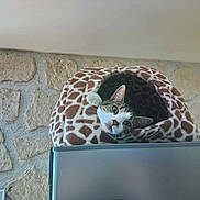 Tucson participe au concours pour gagner de l&#x27;argent avec cette photo : animal, cat, cat_bed, comfort, cozy, curious, ears, feline, fur, furniture, giraffe_pattern, head, home, indoor, looking, metal_surface, pet, resting, stone_wall, window