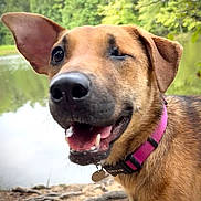 Vega joined the competition — help win amazing prizes! dog, canine, pet, animal, collar, pink_collar, outdoor, nature, lake, water, trees, forest, roots, smiling, happy, winking, portrait, closeup, tongue_out, brown_fur