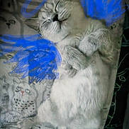 Smetanka is registered to the contest to win money with this photo: animal, blanket, blue_scribbles, cartoon_cat, cat, comfort, cozy, cute, domestic, feline, fluffy, fur, indoor, pattern, paws, pet, relaxed, resting, sleeping, soft