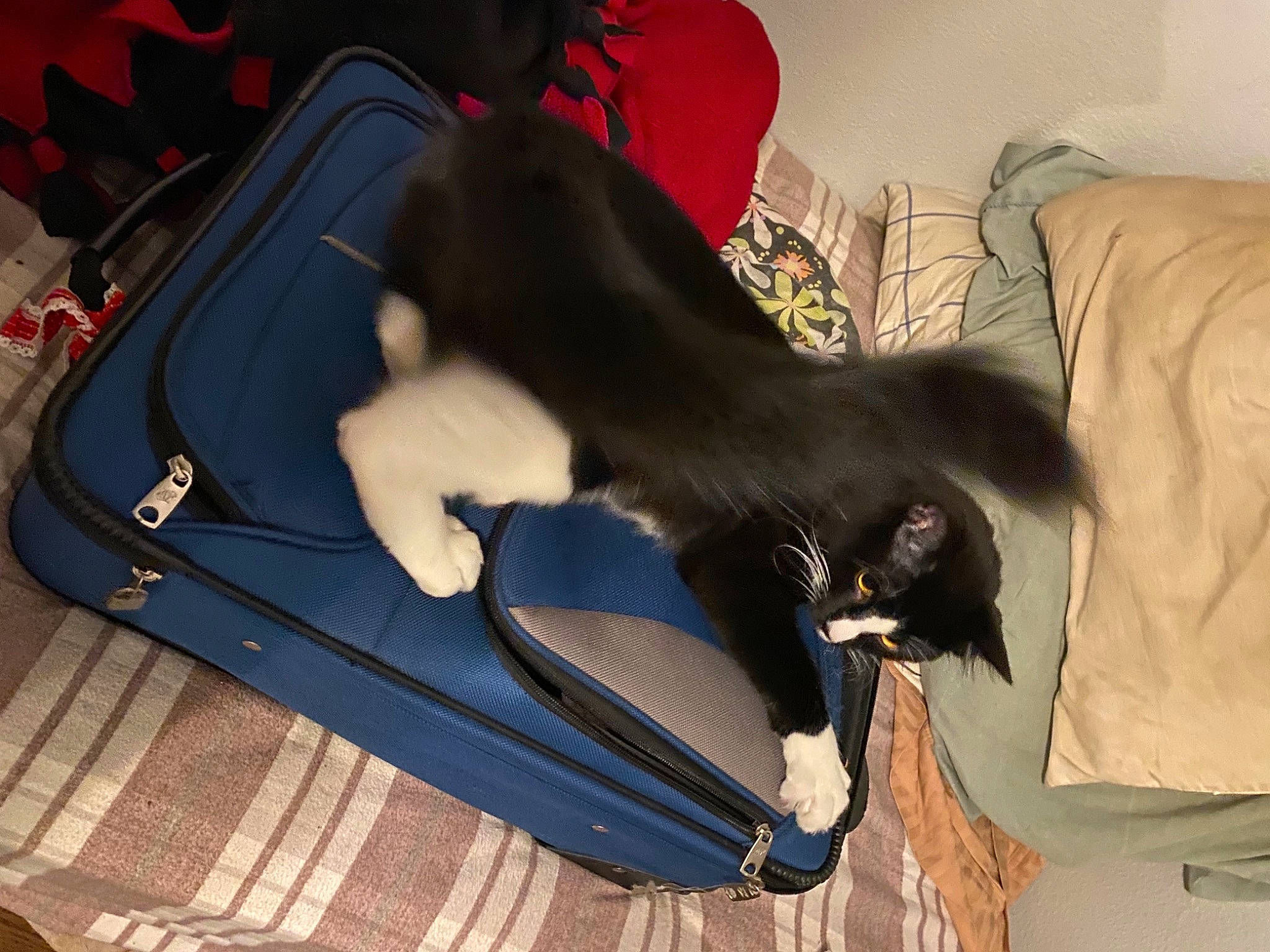 Maggie Mae joined the competition — help win amazing prizes! canidae, carnivore, cat, comfort, companion_dog, dog_breed, felidae, fur, hardwood, hood, human_leg, lap, luggage_and_bags, small_to_medium_sized_cats, sporting_group, tail, trunk, vehicle_door, whiskers