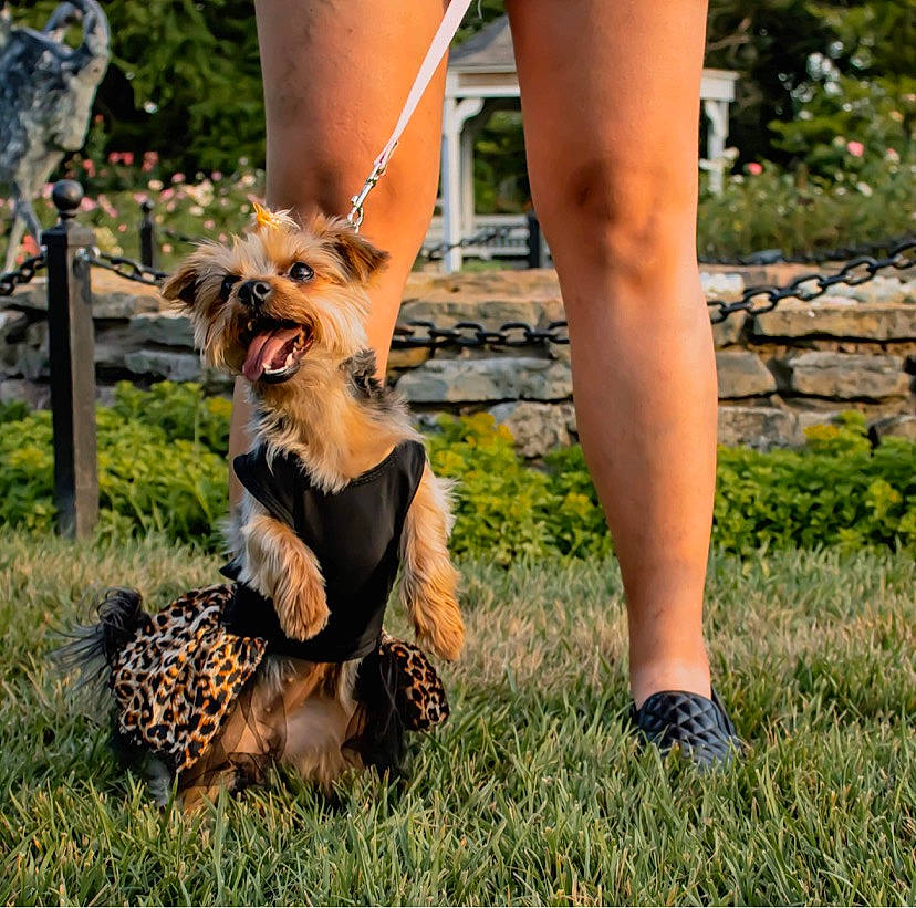 Maggie Mae joined the competition — help win amazing prizes! calf, carnivore, companion_dog, dog, dog_breed, fawn, foot, grass, happy, human_leg, lawn, people_in_nature, plant, shoe, snout, summer, tail, terrestrial_animal, thigh, toy_dog