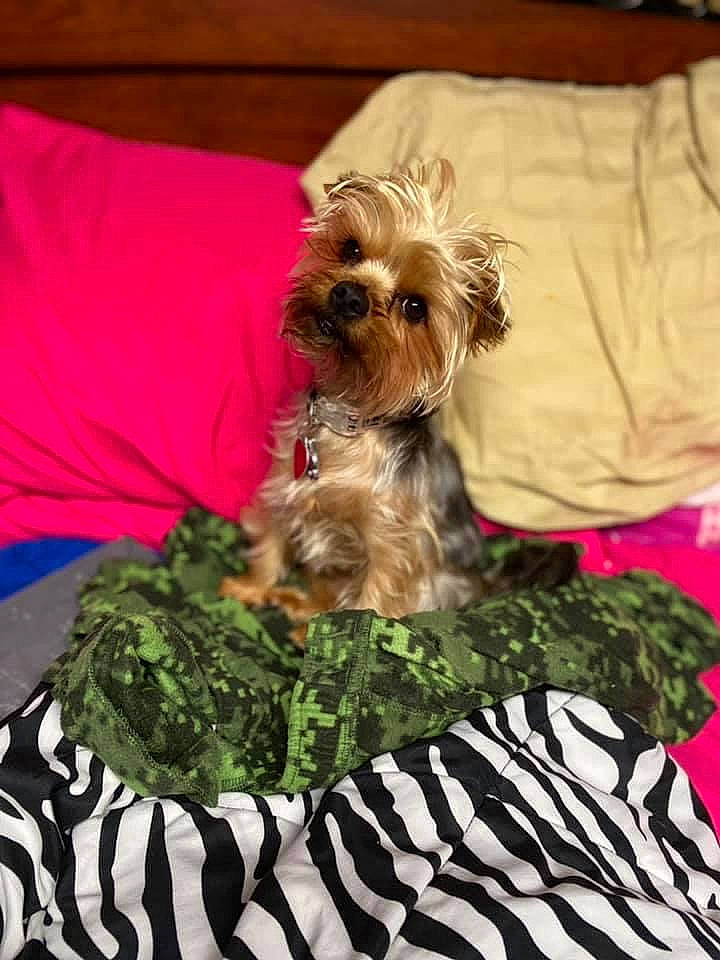 Maggie Mae joined the competition — help win amazing prizes! canidae, carnivore, comfort, companion_dog, dog, dog_breed, dog_clothes, dog_supply, fawn, fur, liver, pet_supply, sleeve, small_terrier, snout, sporting_group, terrier, toy_dog, working_animal, yorkipoo