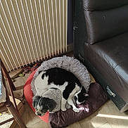 Titi a rejoint le concours — aidez-le/la à gagner de superbes lots ! animal, black_and_white_cat, cat, companion, cozy, cute, dog, domestic, furniture, indoor, leather_couch, pet_bed, quiet, radiator, relaxing, resting, sleeping, small_dog, sunlight, wooden_floor