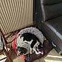 animal, black_and_white_cat, cat, companion, cozy, cute, dog, domestic, furniture, indoor, leather_couch, pet_bed, quiet, radiator, relaxing, resting, sleeping, small_dog, sunlight, wooden_floor