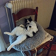 Titi a rejoint le concours — aidez-le/la à gagner de superbes lots ! animal, black_and_white, cat, chair, cozy, domestic, feline, floor, fluffy, fur, home, indoor, pet, pet_bed, radiator, relaxed, resting, sprawled, tile, wooden_chair