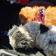 Feeling a rejoint le concours — aidez-le/la à gagner de superbes lots ! black_and_white, car_seat, close_up, collar, companions, dog, domestic_animal, fluffy, fur, golden, harness, leisure, pet, red_harness, relaxing, resting, seat, sunlight, two_animals, vehicle_interior