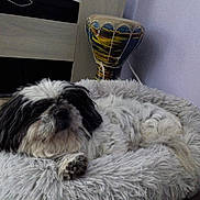 Feeling participe au concours pour gagner de l'argent avec cette photo : dog, pet_bed, fluffy, black_and_white, indoor, cozy, resting, fur, floor, wall, drum, furniture, household, animal, companion, relaxing, cute, small_dog, domestic, laying