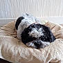 Feeling participe au concours pour gagner de l'argent avec cette photo : dog, pet, cute, black_and_white, lying_down, cushion, indoor, cozy, fur, resting, small_dog, floor, wall, relaxed, animal, companion, domestic, portrait, mammal, calm