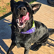 Kevin is registered to the contest to win money with this photo: dog, black_dog, bandana, tongue_out, pet, outdoor, sunlight, concrete, grass, picnic_table, playful, animal, canine, happy, tongue, sitting, shadow, collar, daytime, funny