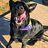 dog, black_dog, bandana, tongue_out, pet, outdoor, sunlight, concrete, grass, picnic_table, playful, animal, canine, happy, tongue, sitting, shadow, collar, daytime, funny