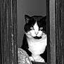 cat, black_and_white, animal, pet, window, wood, feline, whiskers, portrait, close_up, looking, curious, sitting, indoor, face, eyes, fur, texture, monochrome, nature
