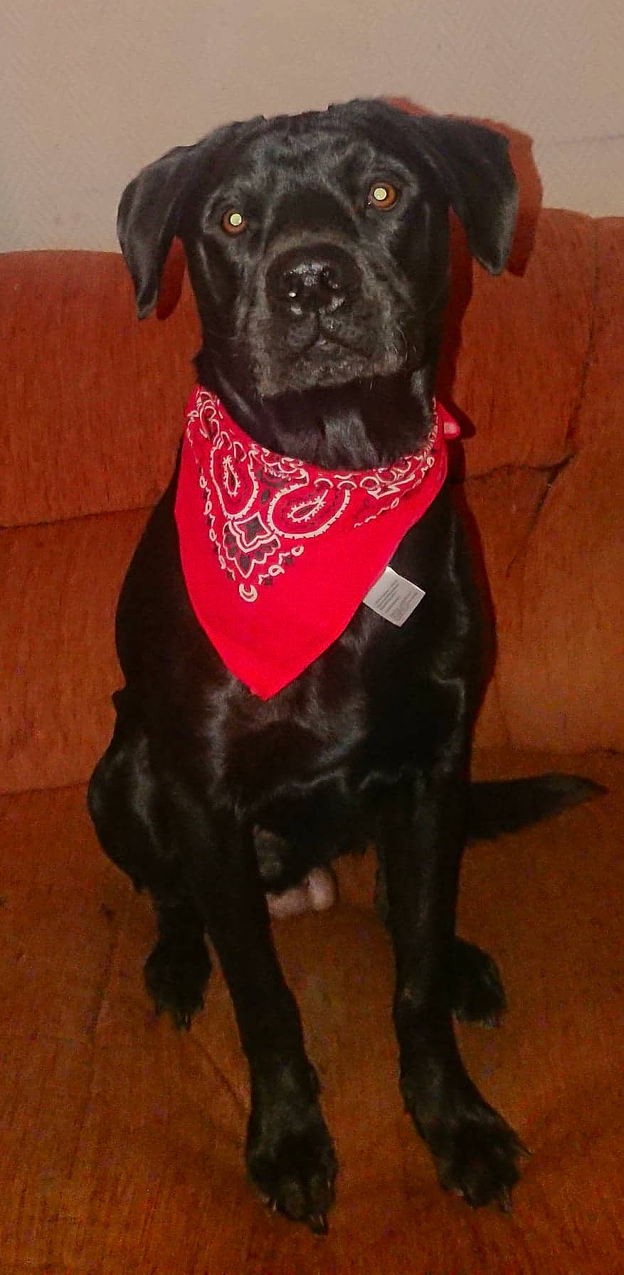 Narco participe au concours pour gagner de l'argent avec cette photo : bandog, beagador, borador, cane_corso, canidae, carnivore, collar, companion_dog, dog, dog_breed, dog_collar, guard_dog, labrador_retriever, mammal, patterdale_terrier, rare_breed_dog, snout, sporting_group, staffordshire_bull_terrier, vertebrate
