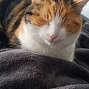 Lucky participe au concours pour gagner de l'argent avec cette photo : animal, blanket, calico, cat, close_up, cozy, cute, cute_pet, domestic, feline, fur, indoor, nap, pet, relaxed, resting, sleeping, soft, tabby, whiskers