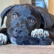 King is registered to the contest to win money with this photo: puppy, dog, black_fur, toy, paws, floor, indoor, close_up, cute, pet, animal, lying_down, playful, young, whiskers, nose, ears, brown_eyes, domestic_animal, curious