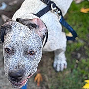 Rufus joined the competition — help win amazing prizes! dog, close_up, outdoor, leash, harness, grass, pavement, pet, canine, animal, brown_eyes, speckled_fur, black_harness, looking_up, curious, muzzle, ears, paw, nature, fall_leaves