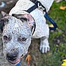 dog, close_up, outdoor, leash, harness, grass, pavement, pet, canine, animal, brown_eyes, speckled_fur, black_harness, looking_up, curious, muzzle, ears, paw, nature, fall_leaves