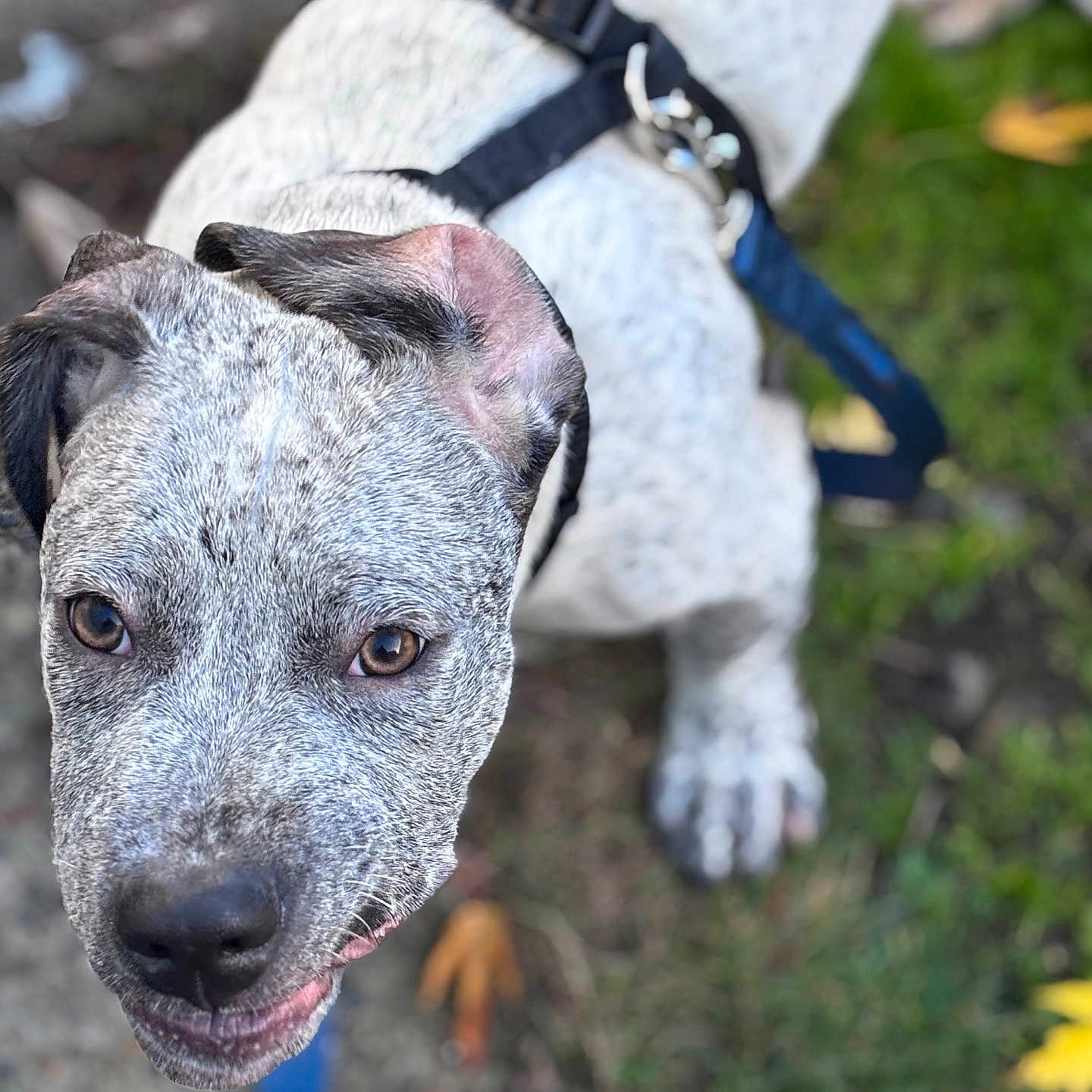 Rufus joined the competition — help win amazing prizes! dog, close_up, outdoor, leash, harness, grass, pavement, pet, canine, animal, brown_eyes, speckled_fur, black_harness, looking_up, curious, muzzle, ears, paw, nature, fall_leaves