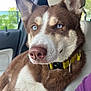 dog, husky, blue_eyes, brown_fur, white_fur, collar, car, passenger_seat, window, greenery, pet, animal, close_up, fur, ears, nose, whiskers, sitting, indoor, portrait