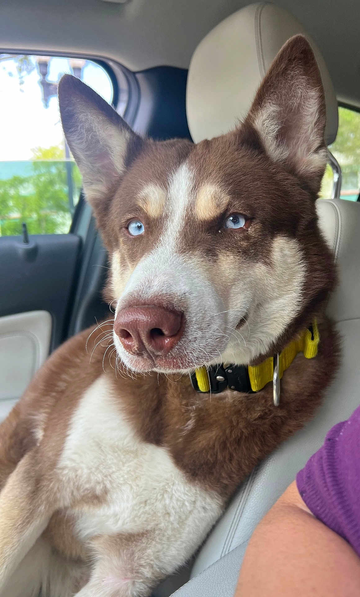 Luca joined the competition — help win amazing prizes! dog, husky, blue_eyes, brown_fur, white_fur, collar, car, passenger_seat, window, greenery, pet, animal, close_up, fur, ears, nose, whiskers, sitting, indoor, portrait