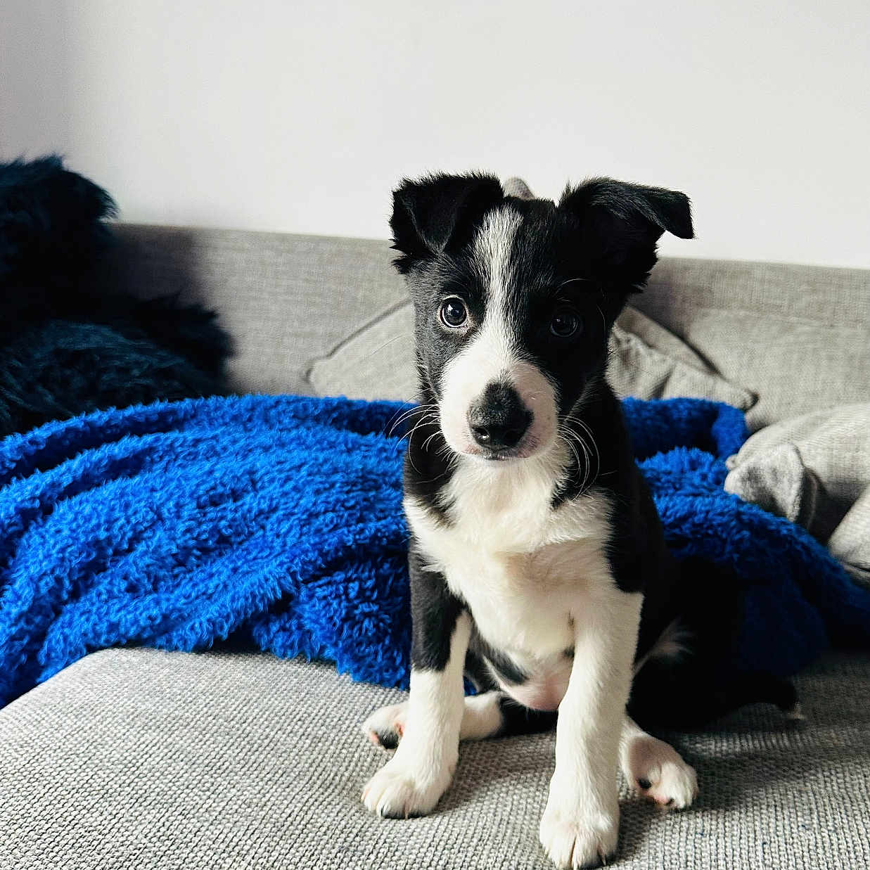 Lucy Lucas is registered to the contest to win money with this photo: animal, architecture, art, bed, bedroom, building, canine, couch, cushion, dog, face, furniture, homedecor, indoors, interiordesign, livingroom, painting, pet, puppy, room