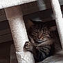 Catoune participe au concours pour gagner de l'argent avec cette photo : abyssinian, angora, animal, blanket, cat, couch, cushion, den, furniture, hardwood, homedecor, indoors, kitten, manx, person, pet, quilt, sleeping, takingcover, wood