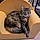 Catoune