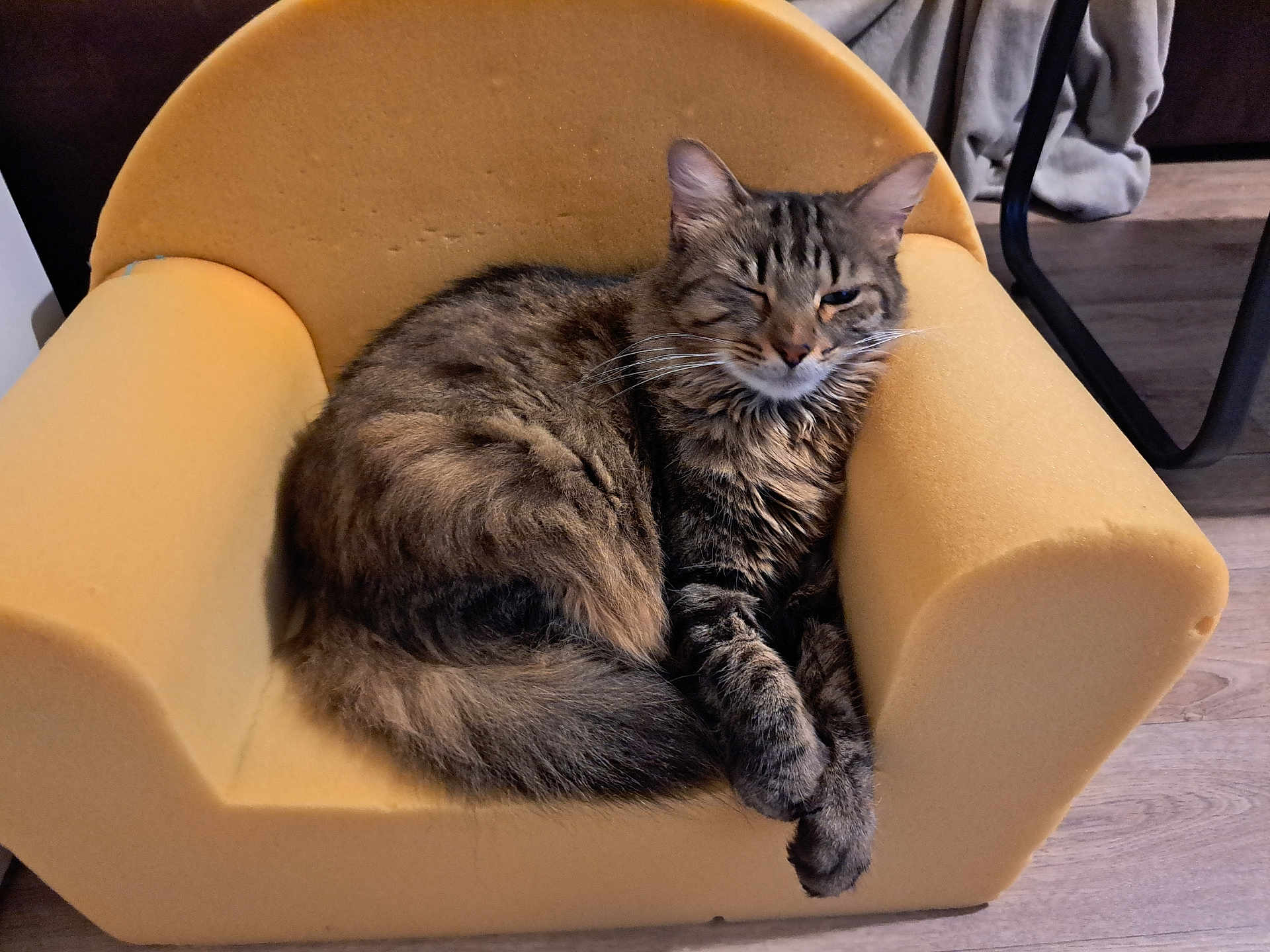 Catoune a rejoint le concours — aidez-le/la à gagner de superbes lots ! animal, architecture, armchair, building, cat, chair, couch, furniture, indoors, kitten, livingroom, manx, pet, room