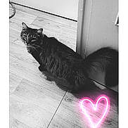 Catoune a rejoint le concours — aidez-le/la à gagner de superbes lots ! animal, bicycle, cat, computerhardware, electronics, hardware, hardwood, heart, indoors, kitten, light, lighting, manx, neon, pet, purple, symbol, transportation, vehicle, wood