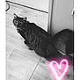 animal, bicycle, cat, computerhardware, electronics, hardware, hardwood, heart, indoors, kitten, light, lighting, manx, neon, pet, purple, symbol, transportation, vehicle, wood
