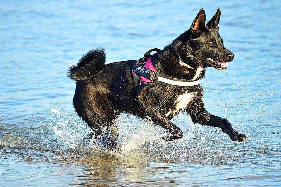 Nelia participe au concours pour gagner de l'argent avec cette photo : black_norwegian_elkhound, canidae, carnivore, dog, dog_breed, east_siberian_laika, hunting_dog, laika, mammal, norwegian_elkhound, rare_breed_dog, sporting_group, vertebrate, working_dog