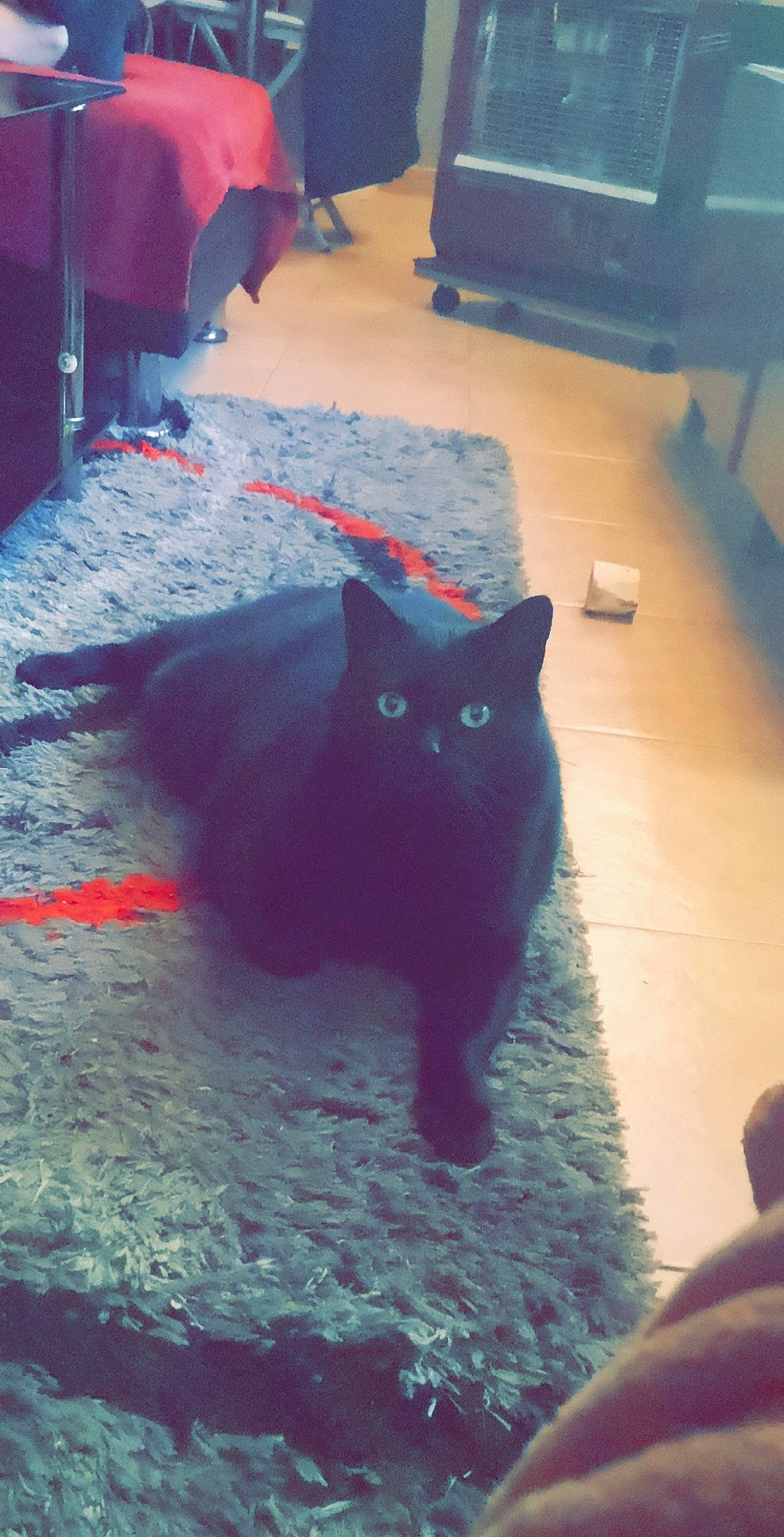 Isis participe au concours pour gagner de l'argent avec cette photo : black, black_cat, bombay, british_shorthair, carnivore, cat, chartreux, domestic_short_haired_cat, felidae, fur, kitten, korat, nebelung, sky, small_to_medium_sized_cats, tail, whiskers