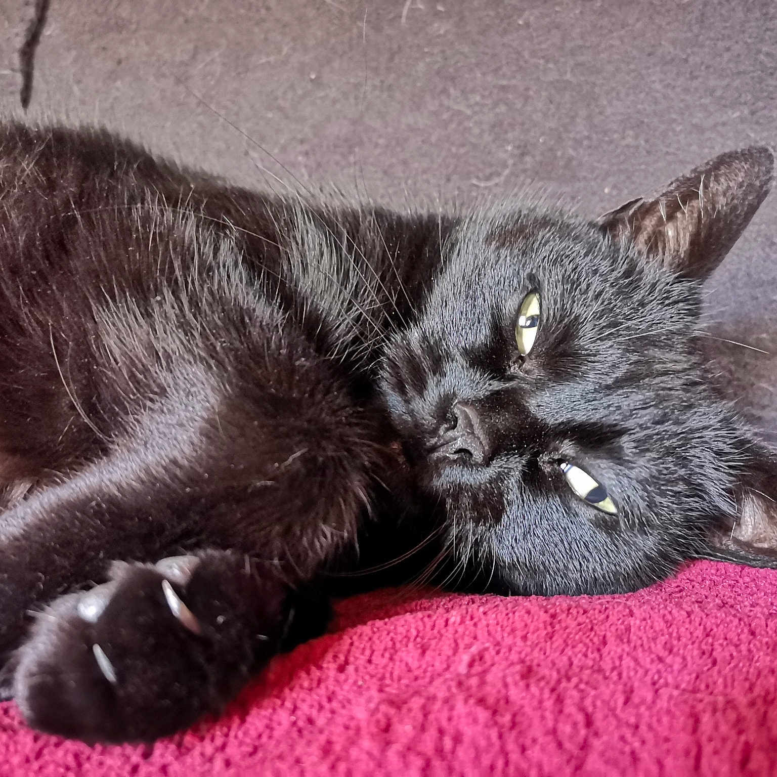 Isis participe au concours pour gagner de l'argent avec cette photo : asian, black_cat, british_semi_longhair, carnivore, cat, claw, domestic_short_haired_cat, dragon_li, european_shorthair, felidae, fur, kitten, mammal, nebelung, polydactyl_cat, small_to_medium_sized_cats, snout, tabby_cat, tail, whiskers