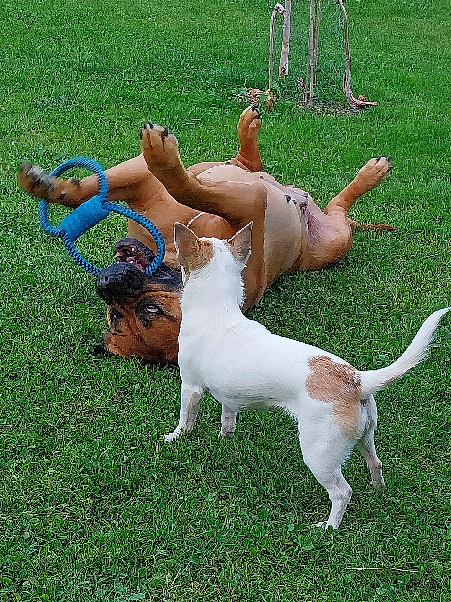 Pandora Tess a rejoint le concours — aidez-le/la à gagner de superbes lots ! dog, grass, toy, playful, outdoor, pet, animal, brown_dog, white_dog, rolling, fun, nature, summer, canine, green, tail, ears, mouth, happy, companions