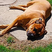 Pandora Tess participe au concours pour gagner de l'argent avec cette photo : dog, brown_dog, lying_down, outdoor, grass, concrete, sunlight, resting, pet, animal, nature, summer, relaxed, canine, daylight, backyard, quiet, peaceful, sleeping, sunbathing