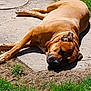 animal, backyard, brown_dog, canine, concrete, daylight, dog, grass, lying_down, nature, outdoor, peaceful, pet, quiet, relaxed, resting, sleeping, summer, sunbathing, sunlight