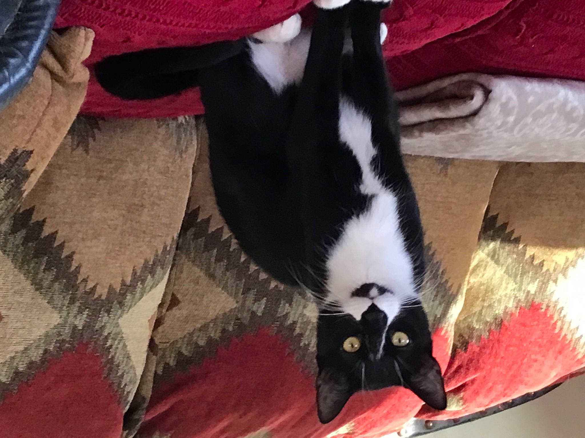 Desi joined the competition — help win amazing prizes! carmine, carnivore, cat, claw, comfort, companion_dog, dog_breed, domestic_short_haired_cat, felidae, fur, grey, human_leg, linens, paw, red, small_to_medium_sized_cats, snout, tail, vertebrate, whiskers