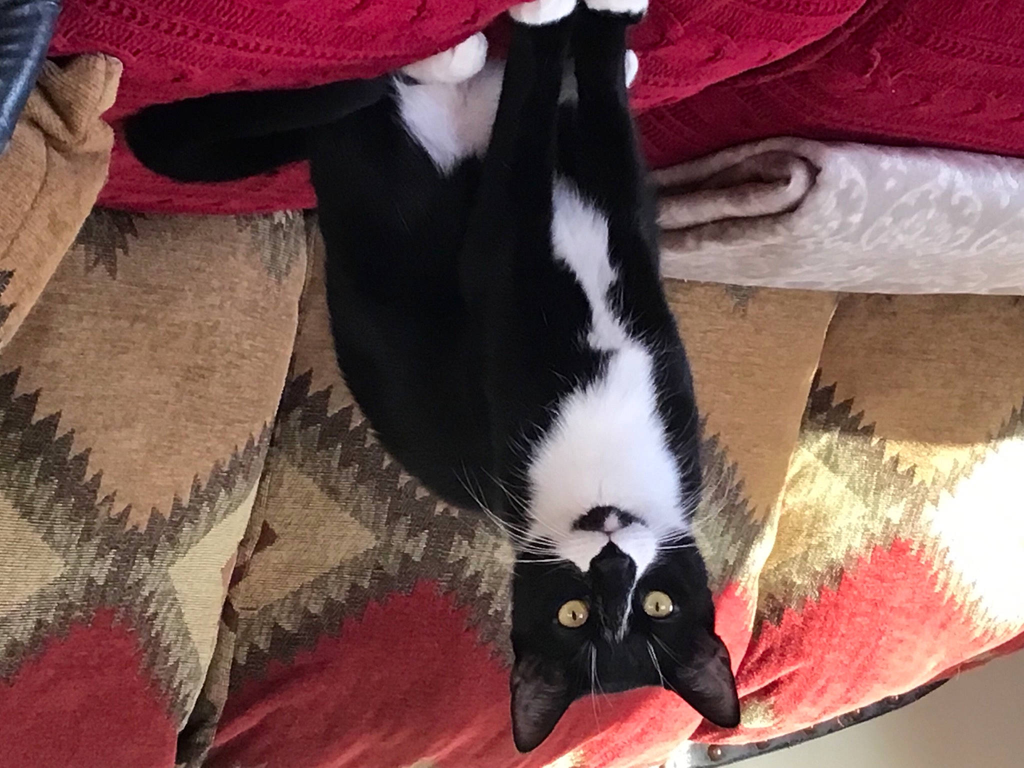 Desi is registered to the contest to win money with this photo: carmine, carnivore, cat, claw, comfort, companion_dog, dog_breed, domestic_short_haired_cat, felidae, foot, fur, grey, human_leg, linens, red, small_to_medium_sized_cats, snout, tail, whiskers, working_animal