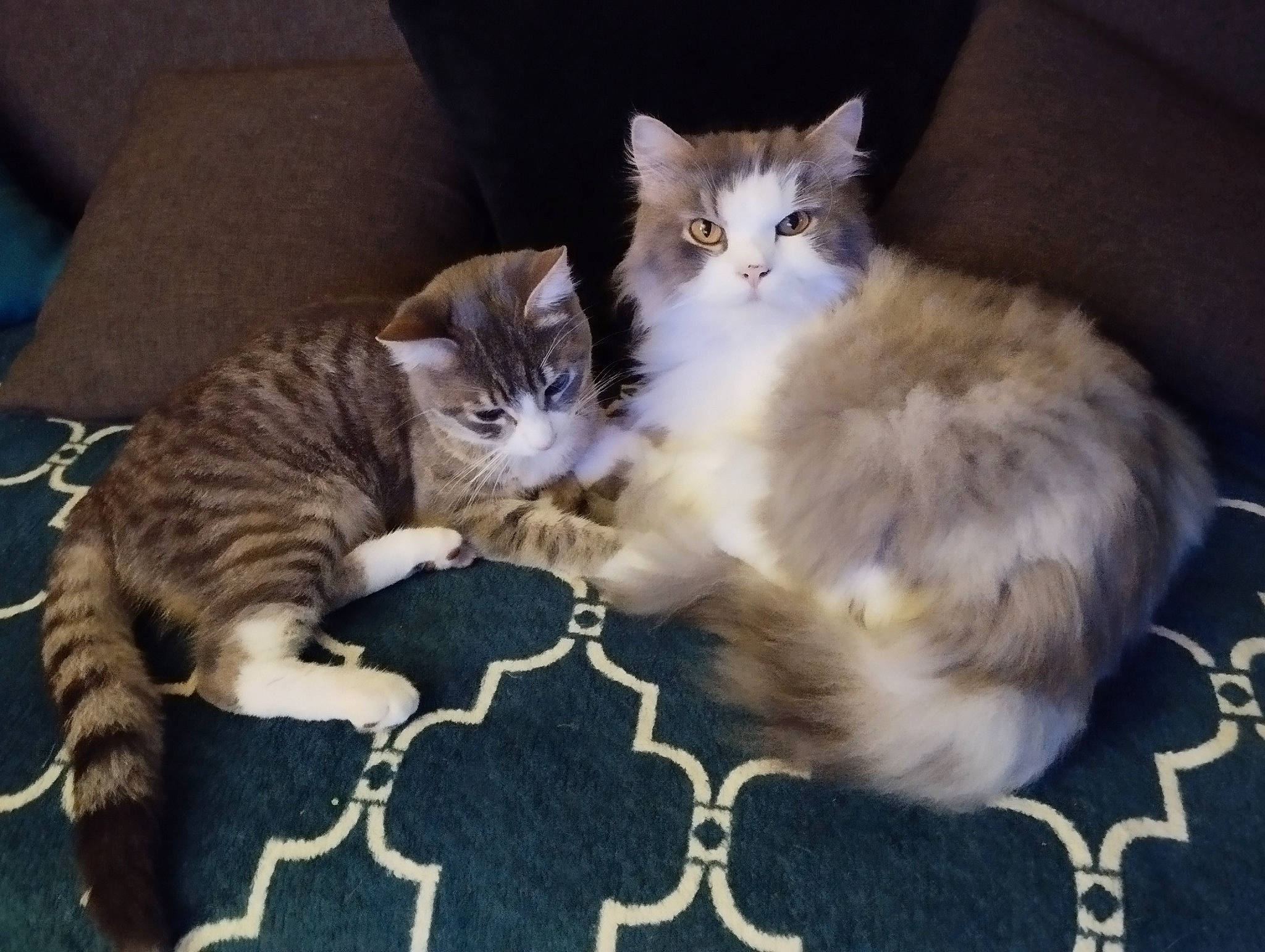 Cassy a rejoint le concours — aidez-le/la à gagner de superbes lots ! carnivore, cat, claw, comfort, domestic_short_haired_cat, fawn, felidae, fur, paw, small_to_medium_sized_cats, snout, tail, vertebrate, whiskers