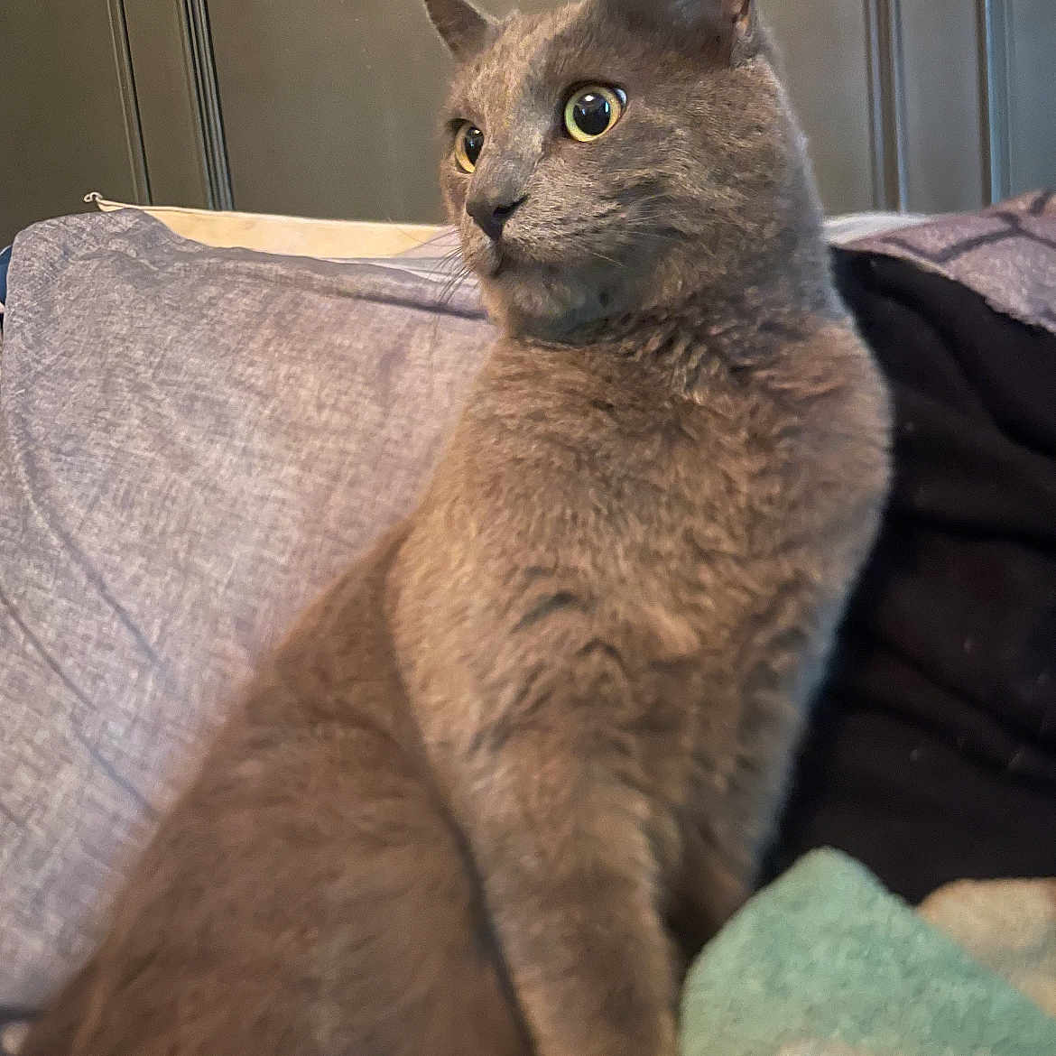 Smokey joined the competition — help win amazing prizes! animal, blanket, cat, couch, cozy, curious, domestic_animal, ears, eyes, feline, fur, furniture, gray_cat, home, indoor, pet, relaxed, sitting, soft_texture, whiskers
