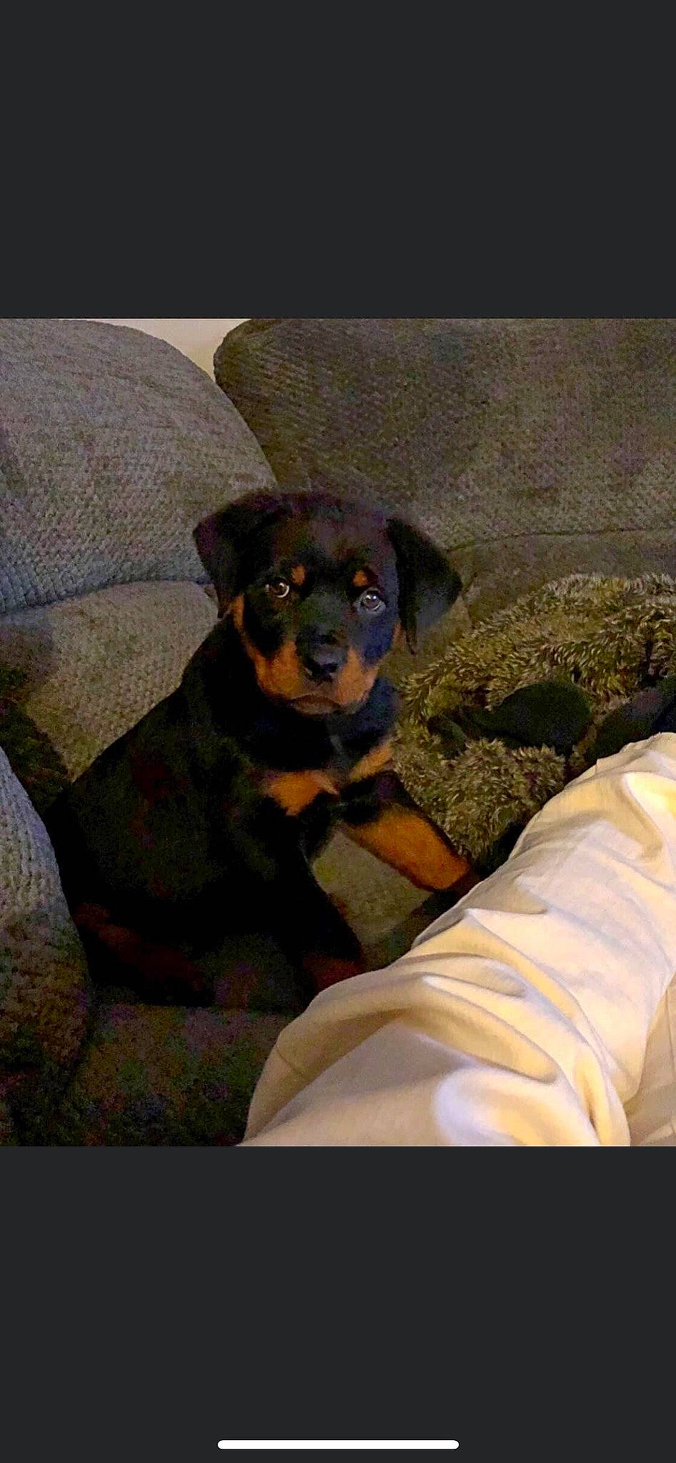 Chopper is registered to the contest to win money with this photo: canidae, carnivore, comfort, companion_dog, dog, dog_breed, fawn, guard_dog, hunting_dog, linens, pinscher, rottweiler, sitting, sporting_group, tints_and_shades, toy_dog, working_animal, working_dog