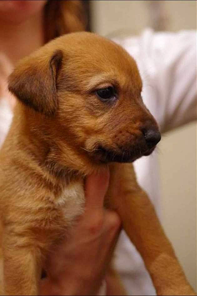 Rosabelle participe au concours pour gagner de l'argent avec cette photo : austrian_pinscher, canidae, carnivore, chinook, companion_dog, dog, dog_breed, fawn, mammal, potcake_dog, puppy, puppy_love, rare_breed_dog, snout, sporting_group, street_dog, whiskers