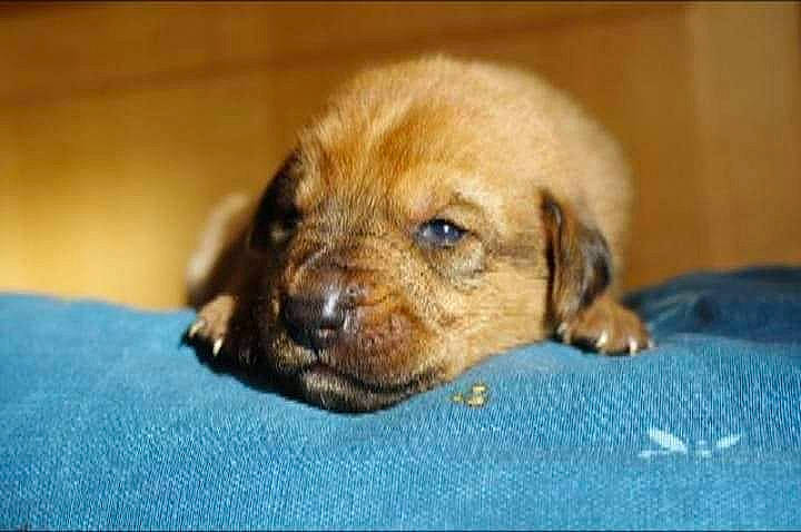 Rosabelle a rejoint le concours — aidez-le/la à gagner de superbes lots ! beagador, canidae, carnivore, companion_dog, dog, dog_breed, fawn, mammal, puppy, snout, sporting_group, vertebrate